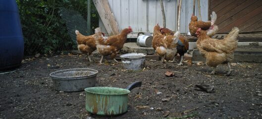 The Revenge (thumbnail 3)