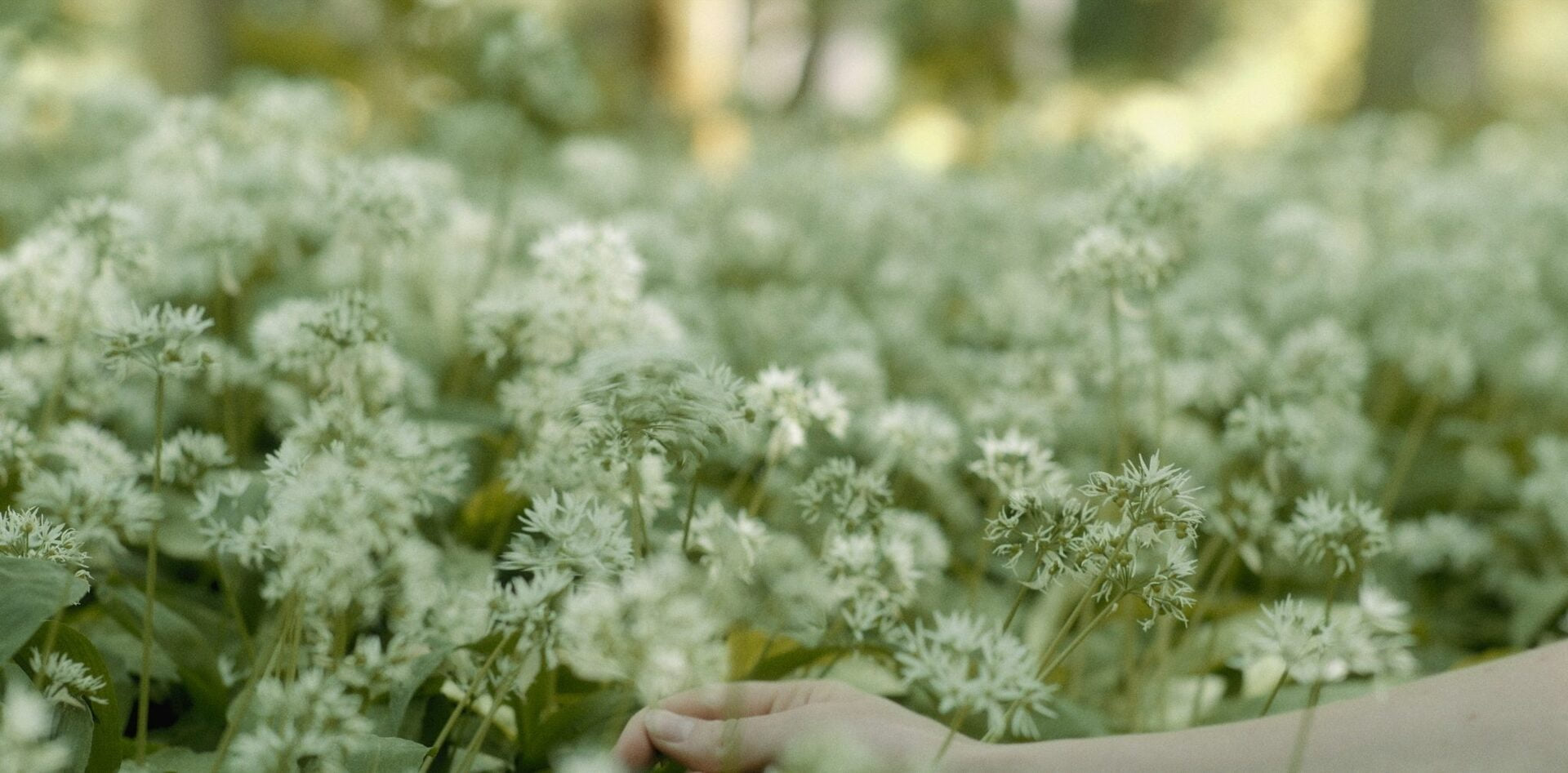 The Lemniscate — still 13